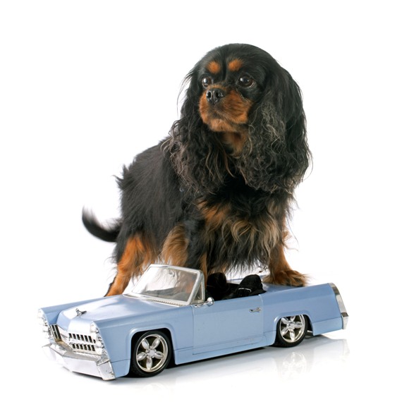 כלב ומכונית