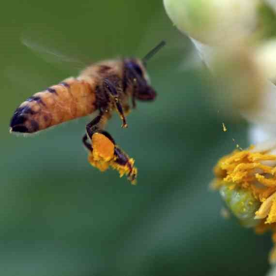 דבש ללא דבורים?