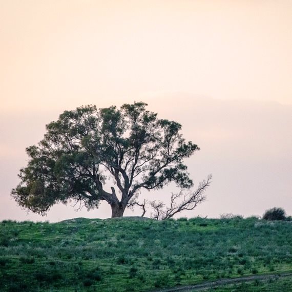 אילוסטרציה