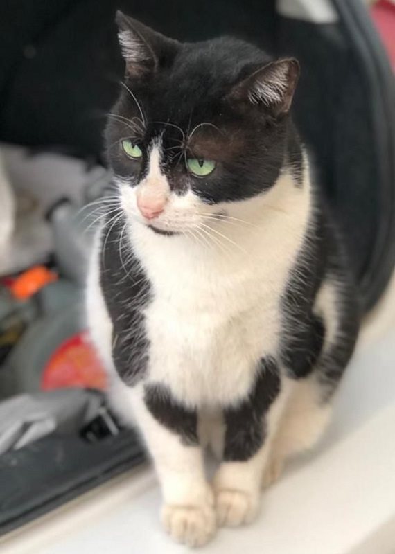 טייגר החתול של רון שלום