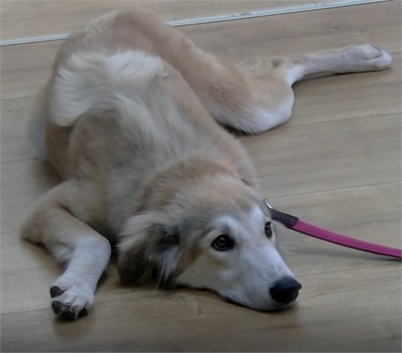 כלבה שניים עד ארבע