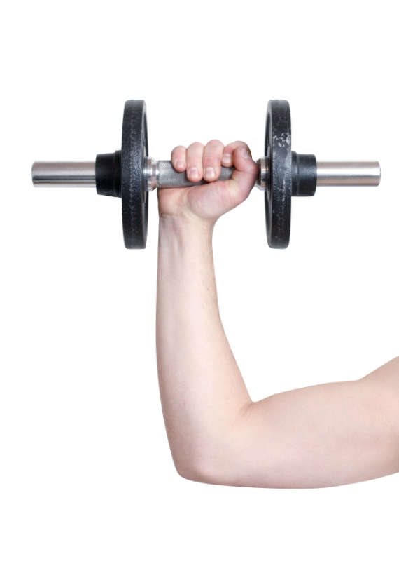 שריר - אילוסטרציה