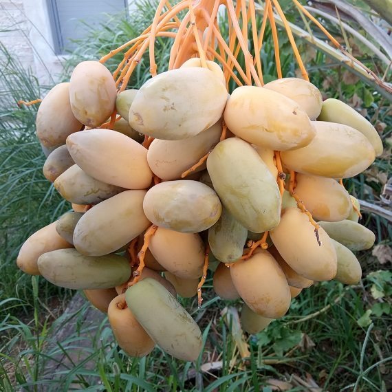 תמרים צהובים