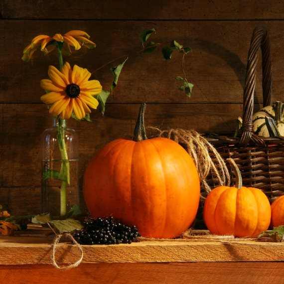 דלעת - אילוסטרציה