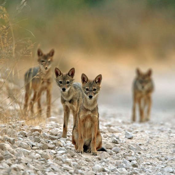 תנים, ארכיון