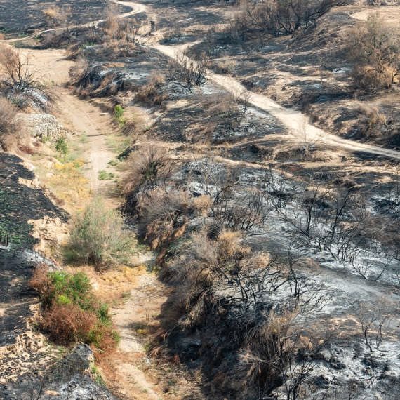 שדה שרוף בעוטף עזה