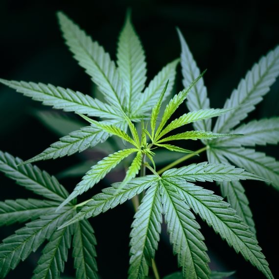 אילוסטרציה